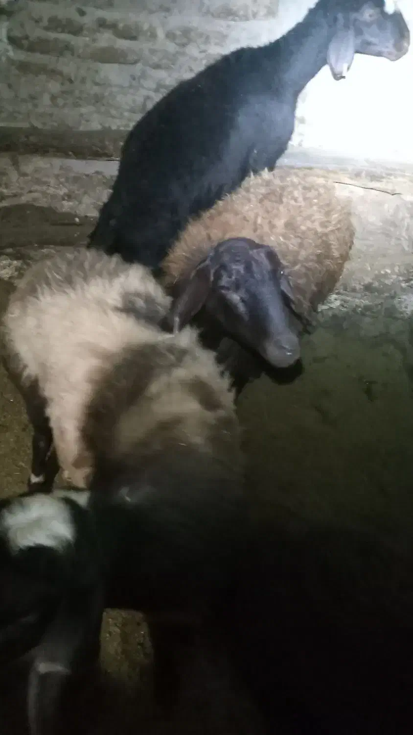 خرید و فروش|حیوانات مزرعه|صائین قلعه, |دیوار