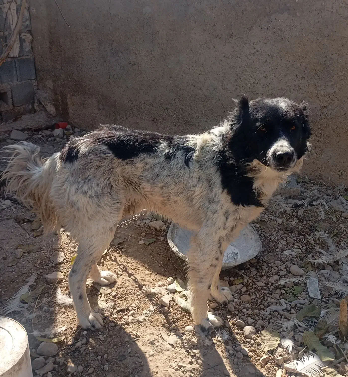 سگ قدرجونی- قهدریجانی قلاده ای نگهبان بشرط|سگ|شیراز, گویم|دیوار