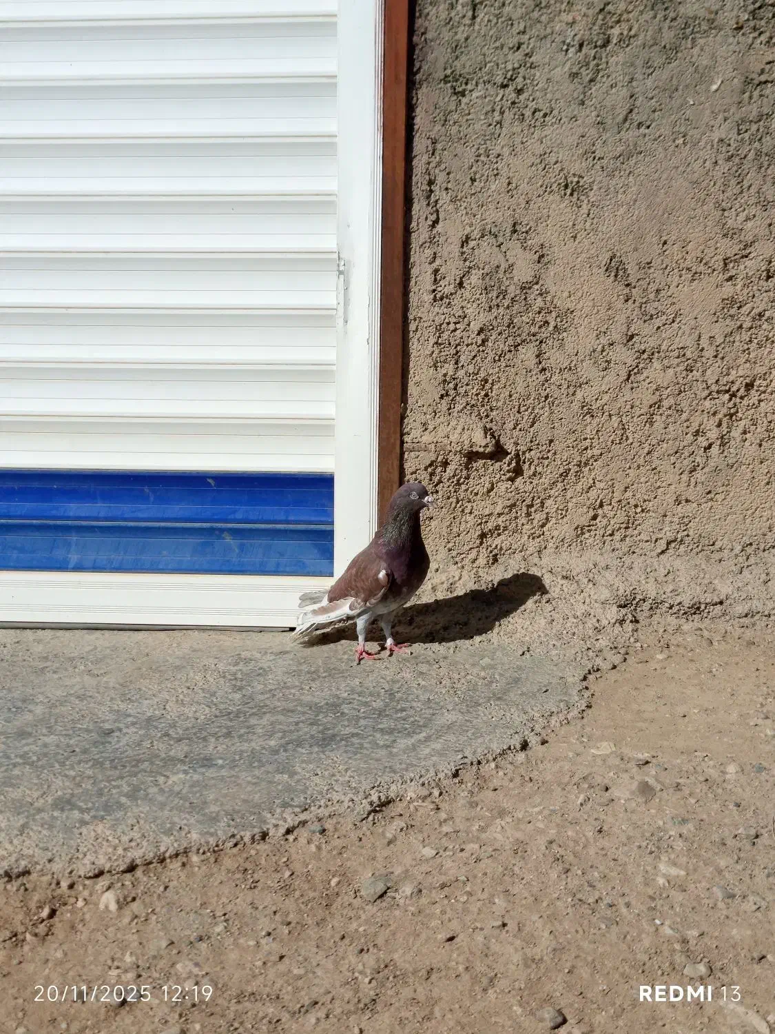 کبوتر نام|پرنده|دهگلان, |دیوار