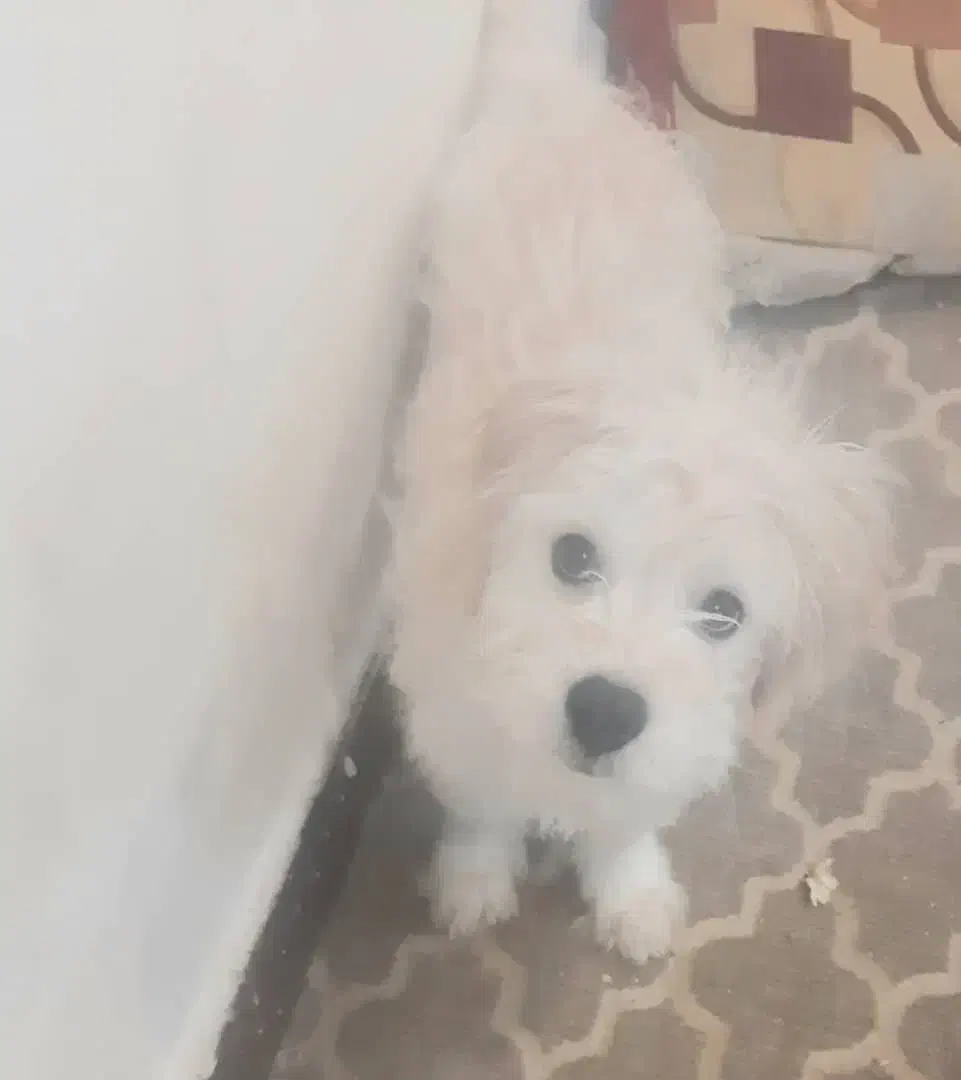 اشپیتز ماده عقیم شده|سگ|کیش, |دیوار