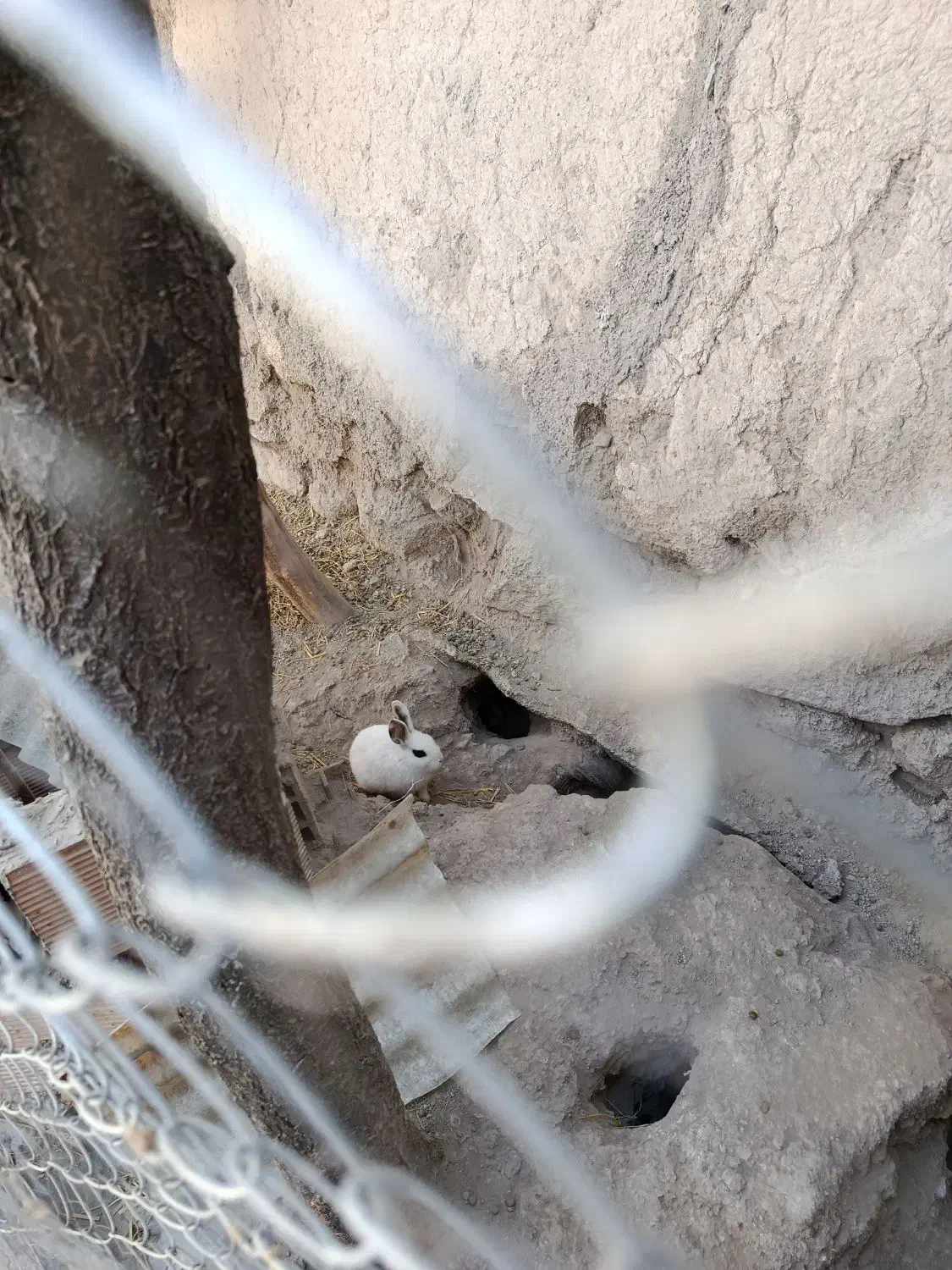 خرگوش|موش و خرگوش|میانه, |دیوار