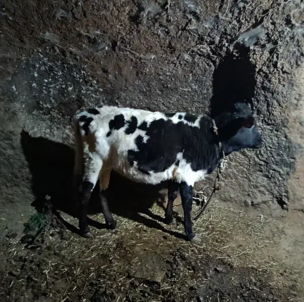 گوساله ماده دورگ|حیوانات مزرعه|انگوران, |دیوار