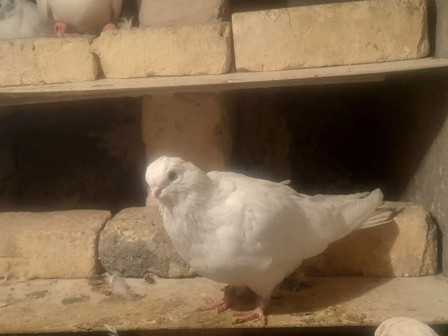 یک جفت کبوتر نوک قنار سفید|پرنده|شهرکرد, |دیوار