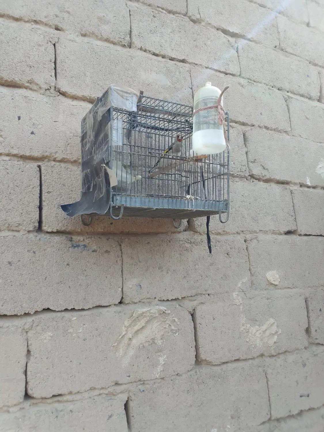 سهره نر|پرنده|زاهدان, |دیوار