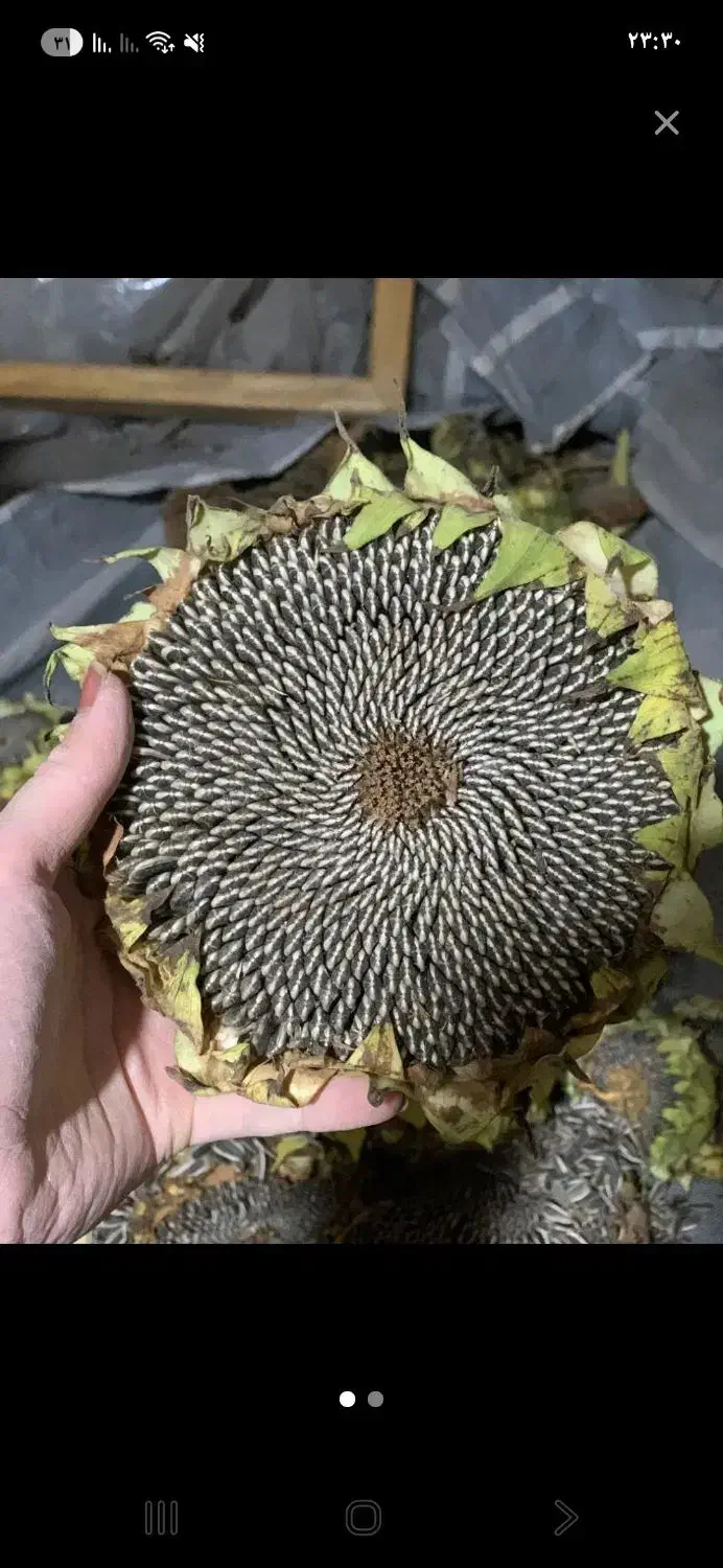 فروش تخمه افتابگردون S300وS400|خوردنی و آشامیدنی|جلفا, |دیوار