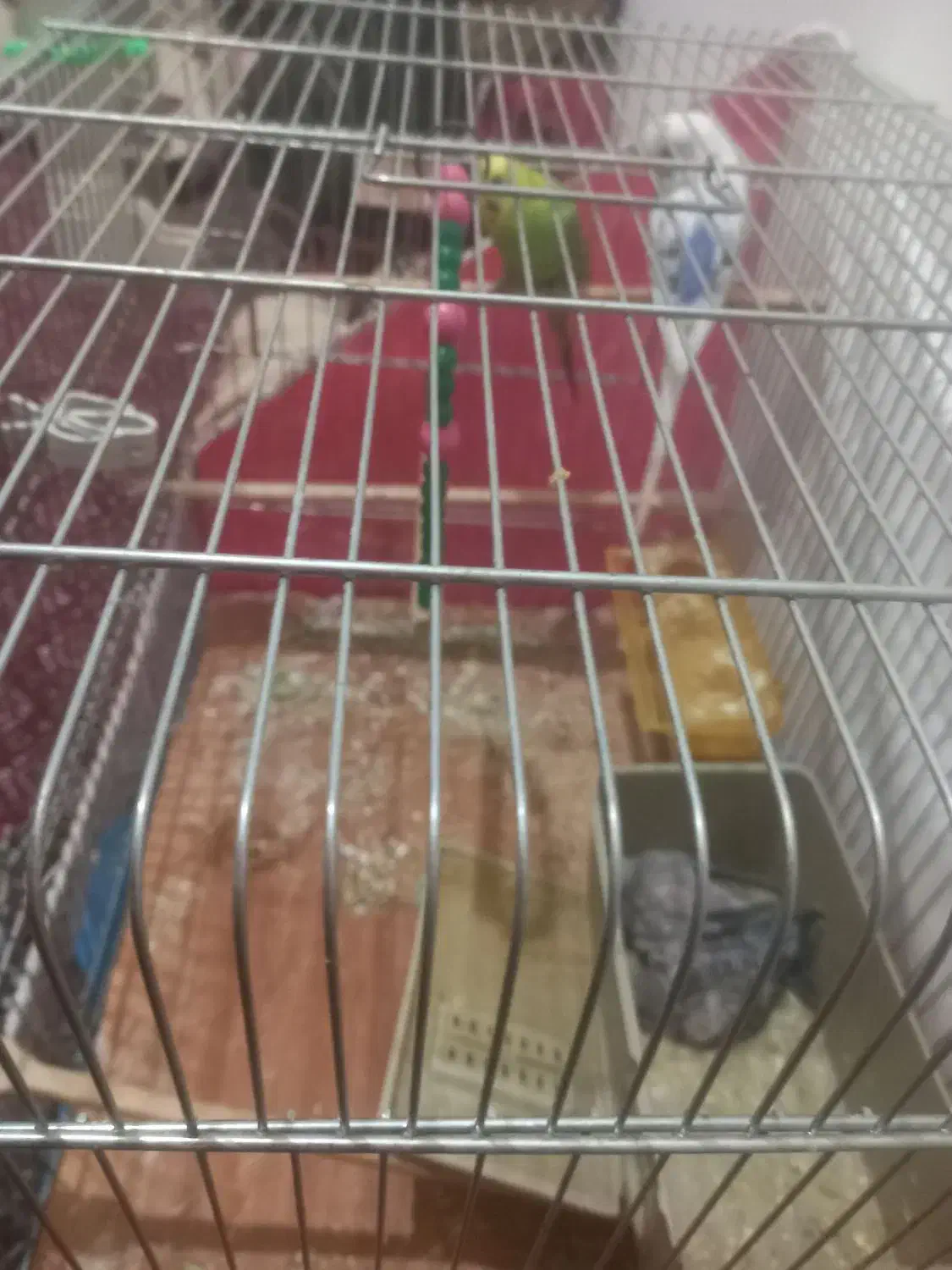 دوعددمرغ عشق بادوتاجوجه۱۶۰۰|پرنده|سنندج, |دیوار