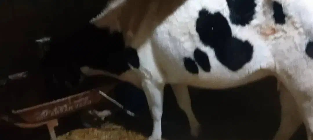 گاو و گوساله فروشی|حیوانات مزرعه|سراوان, |دیوار