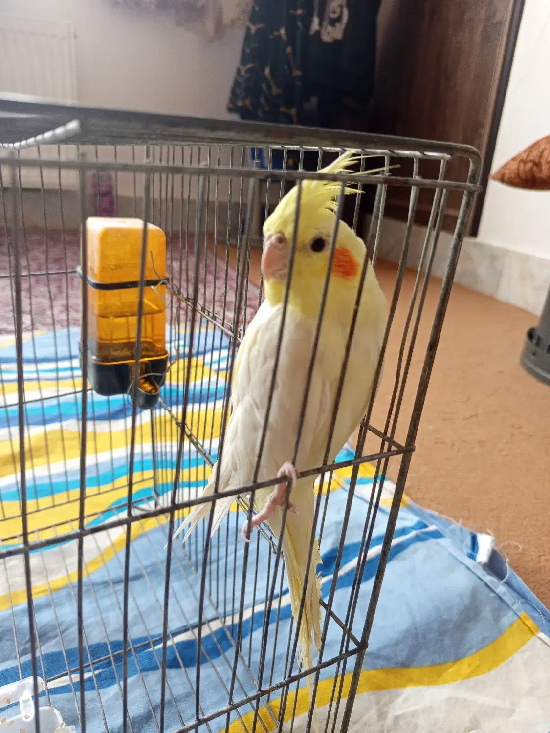 عروس هلندی|پرنده|فولادشهر, مسکن مهر فولادشهر|دیوار