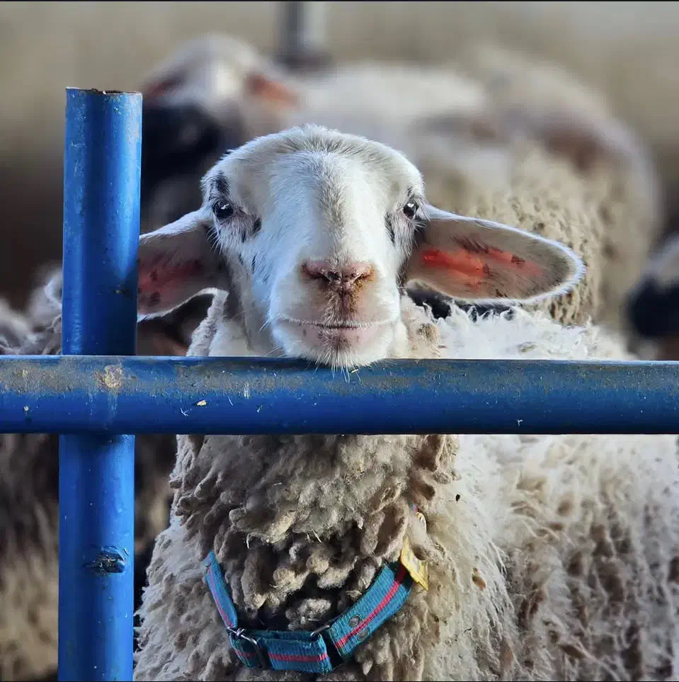 گوسفند کمر پر|حیوانات مزرعه|تهران, خانی آباد نو جنوبی|دیوار