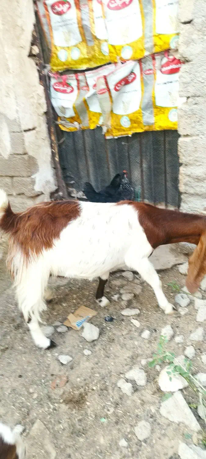 بز وکهره|حیوانات مزرعه|آبپخش, |دیوار