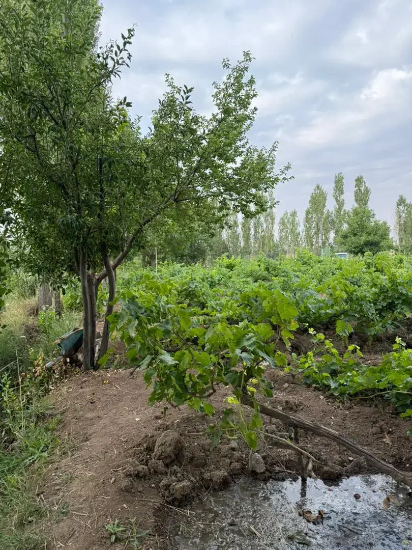باغ هزار متری نیم ساعت اب لوله کشی تا سر باغ|فروش زمین و ملک کلنگی|خرمدره, |دیوار