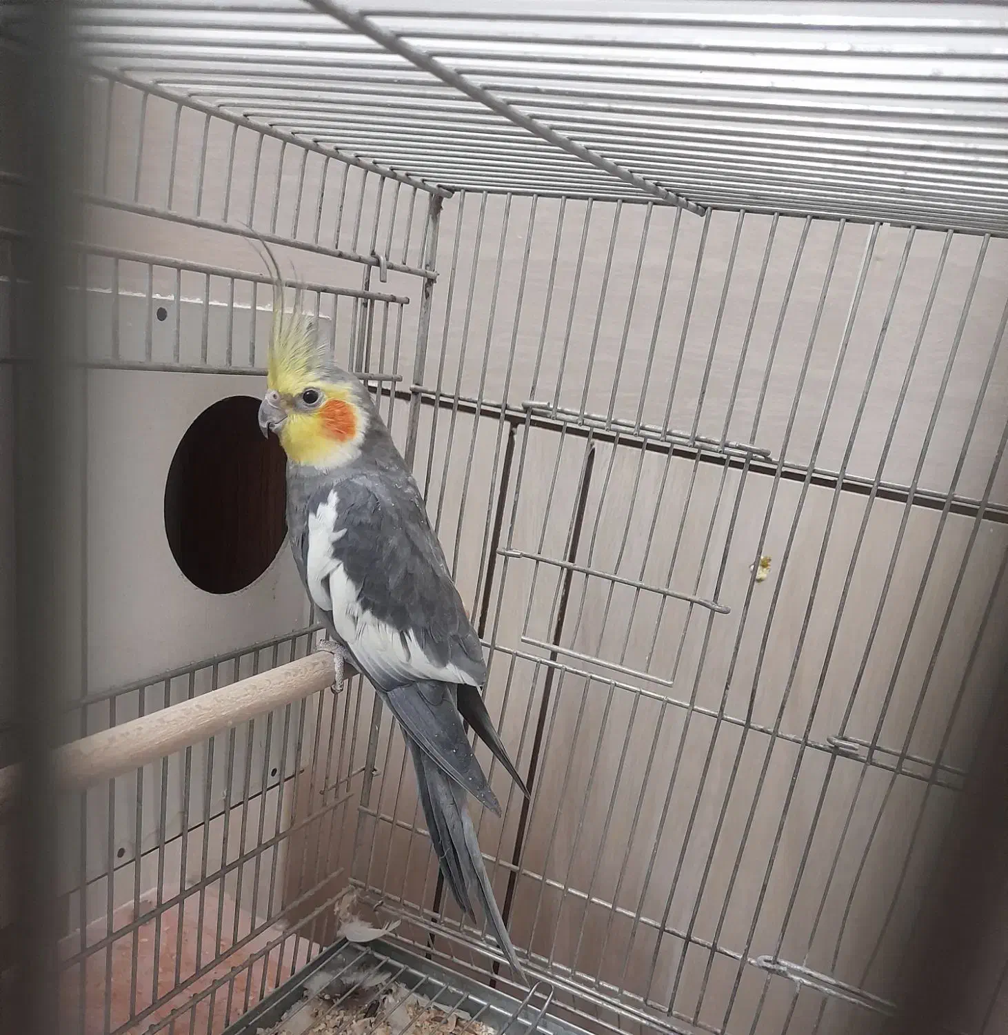 جفت عروس هلندی|پرنده|لار, |دیوار