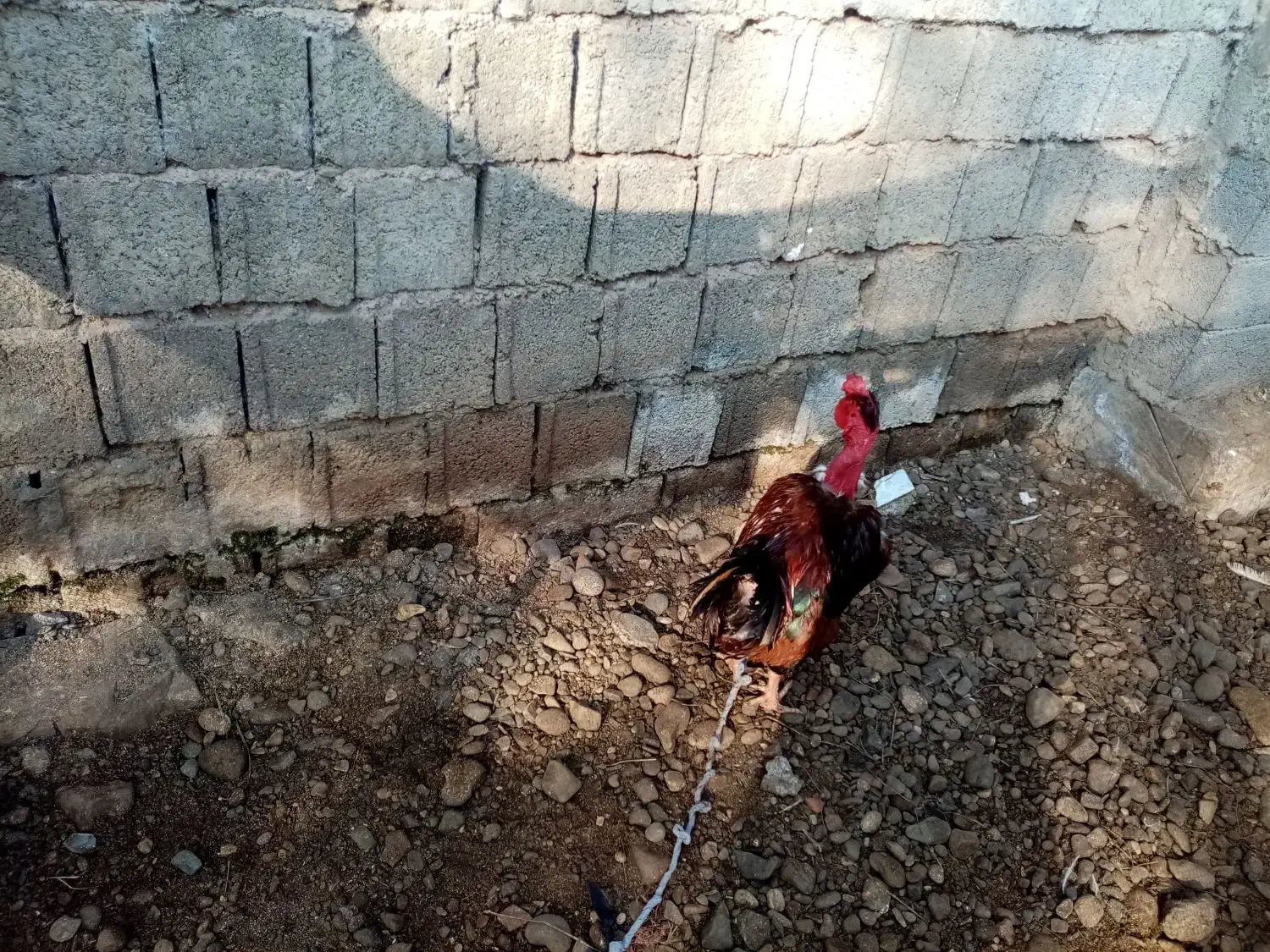 خروس گردن لختی|حیوانات مزرعه|لاهیجان, آهندان|دیوار