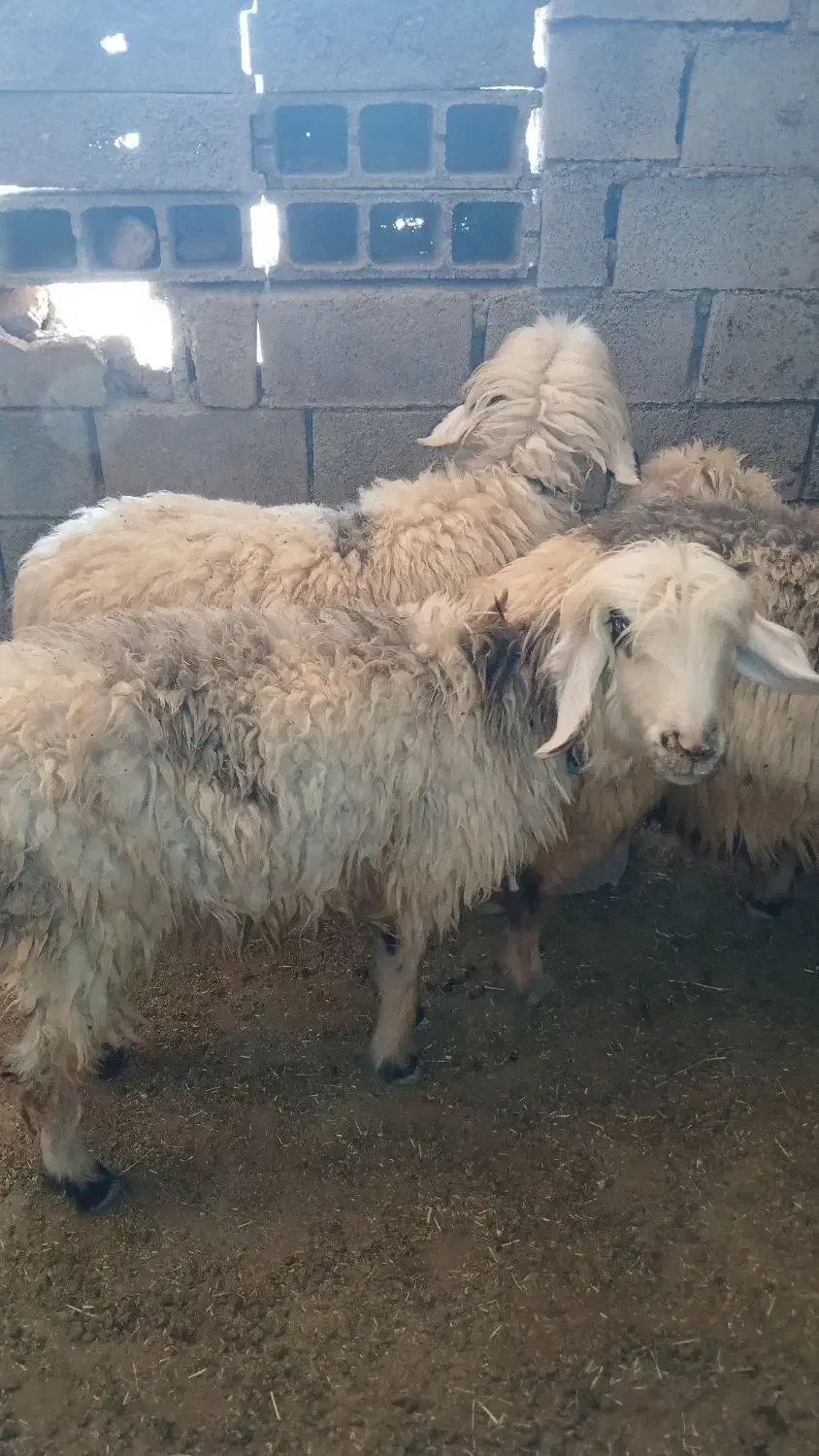 ۳ میش و یه بره معاوزه با بز|حیوانات مزرعه|مسجد سلیمان, |دیوار