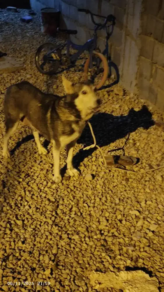 ۲عدد سگ ماده.|سگ|چیتاب, |دیوار