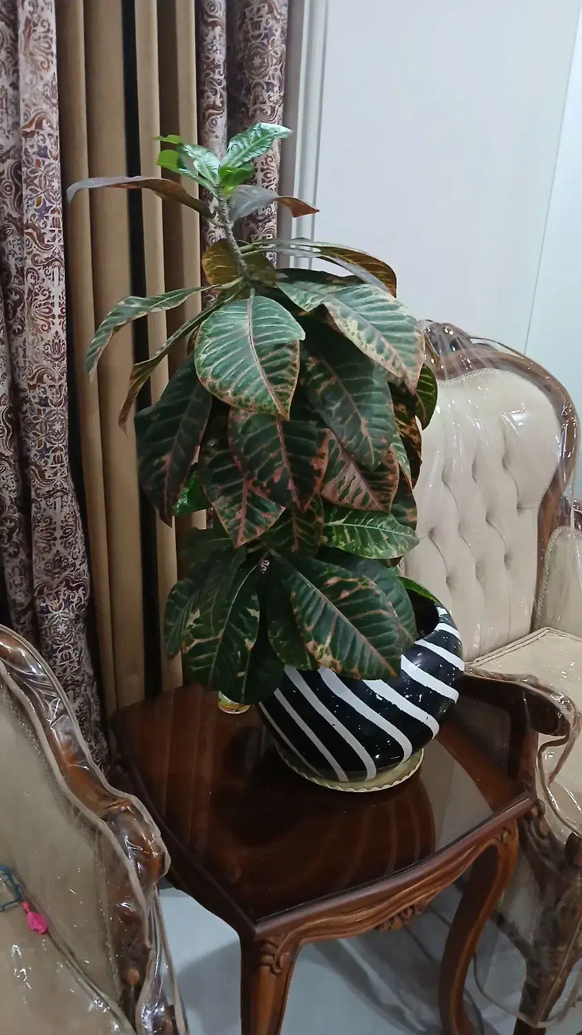 گل و گلدان|گل و گیاه طبیعی|تهران, باغ خزانه|دیوار