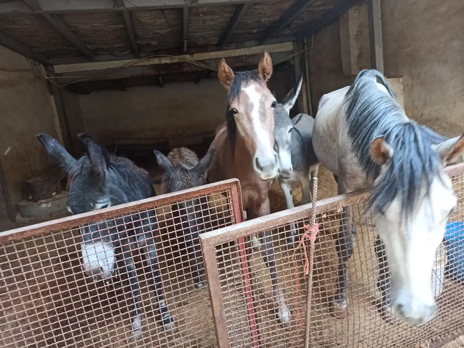 تعدادی الاغ اسب کره مادیون|حیوانات مزرعه|لواسان, |دیوار