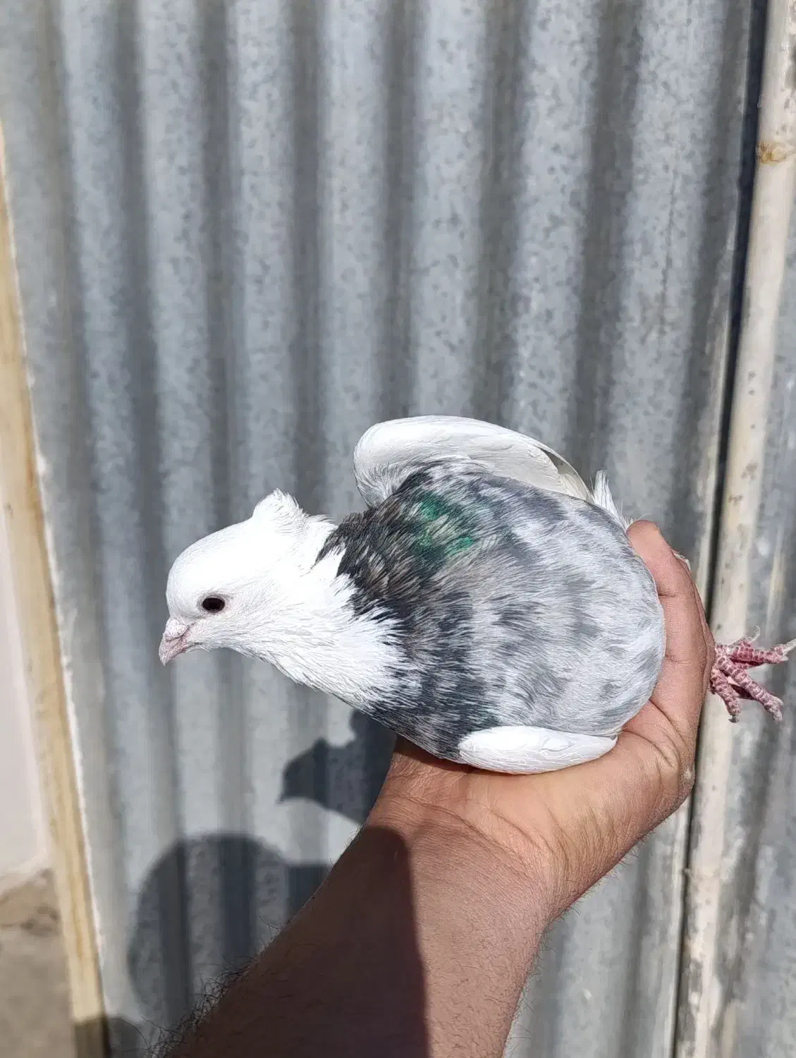 طوقی سرور|پرنده|قم, شهرک مهدیه (مدرس)|دیوار