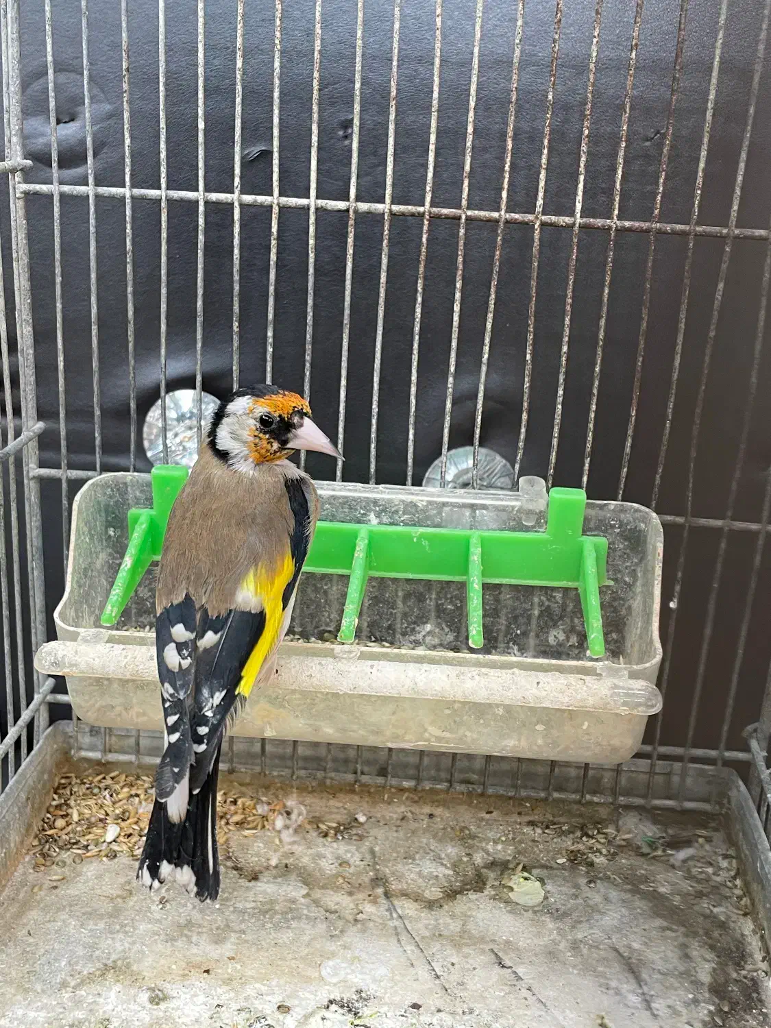 سهره نر جوجه قفس|پرنده|تهران, دولاب|دیوار