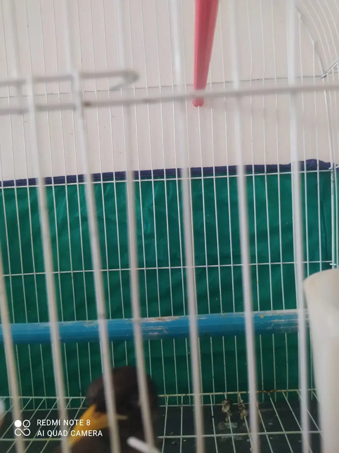 مینا دوعدد|پرنده|بروجرد, |دیوار