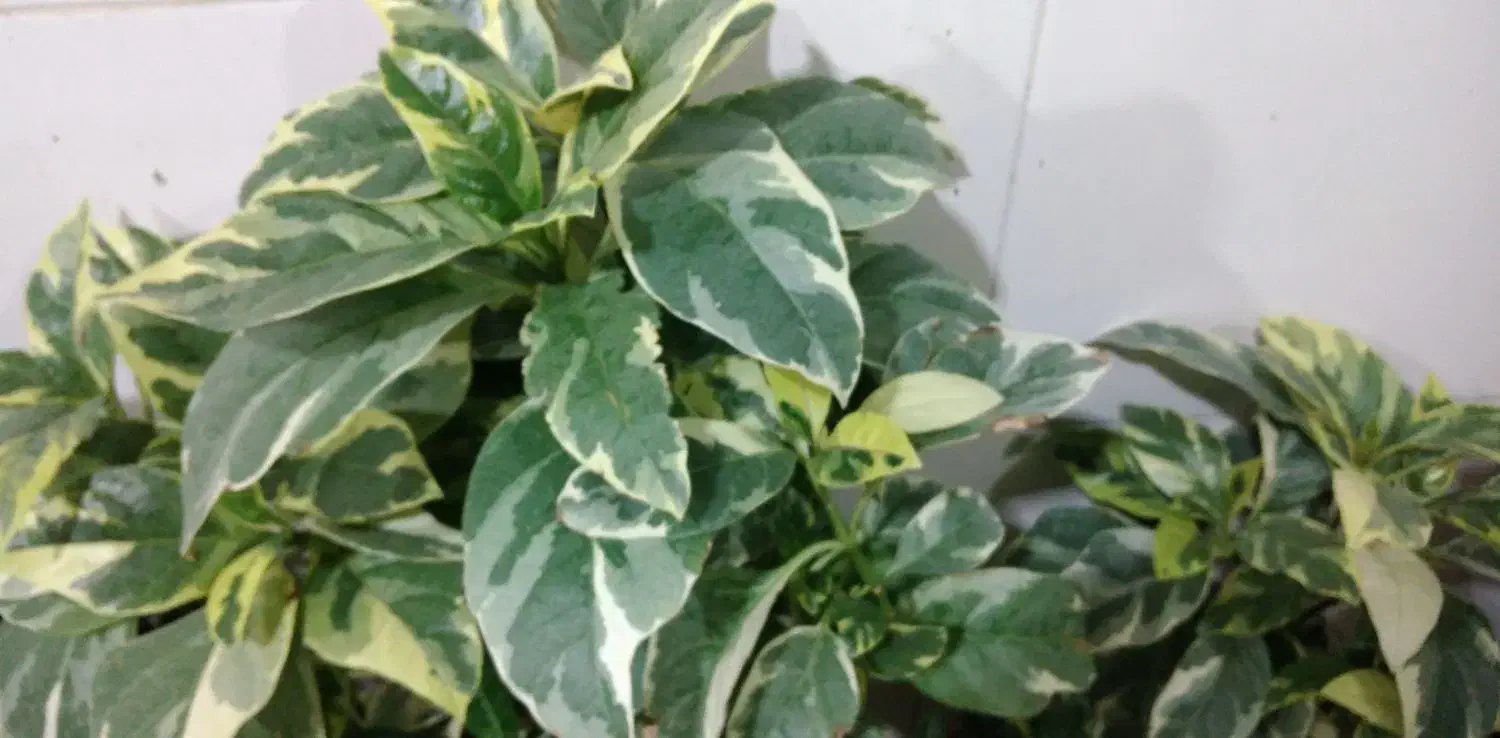 گل آپارتمانی آدنیوم حسن یوسوف پسونیا قاشقی شرابی|گل و گیاه طبیعی|شیراز, شیخ علی چوپان|دیوار