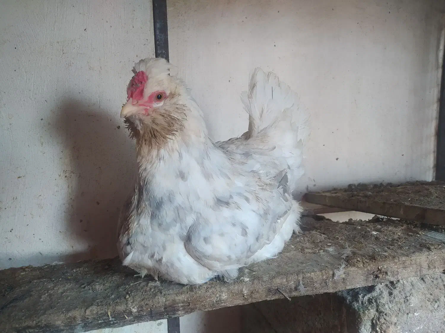 مرغ کرچ|حیوانات مزرعه|مشهد, حسابی جنوبی (شهرک غرب)|دیوار