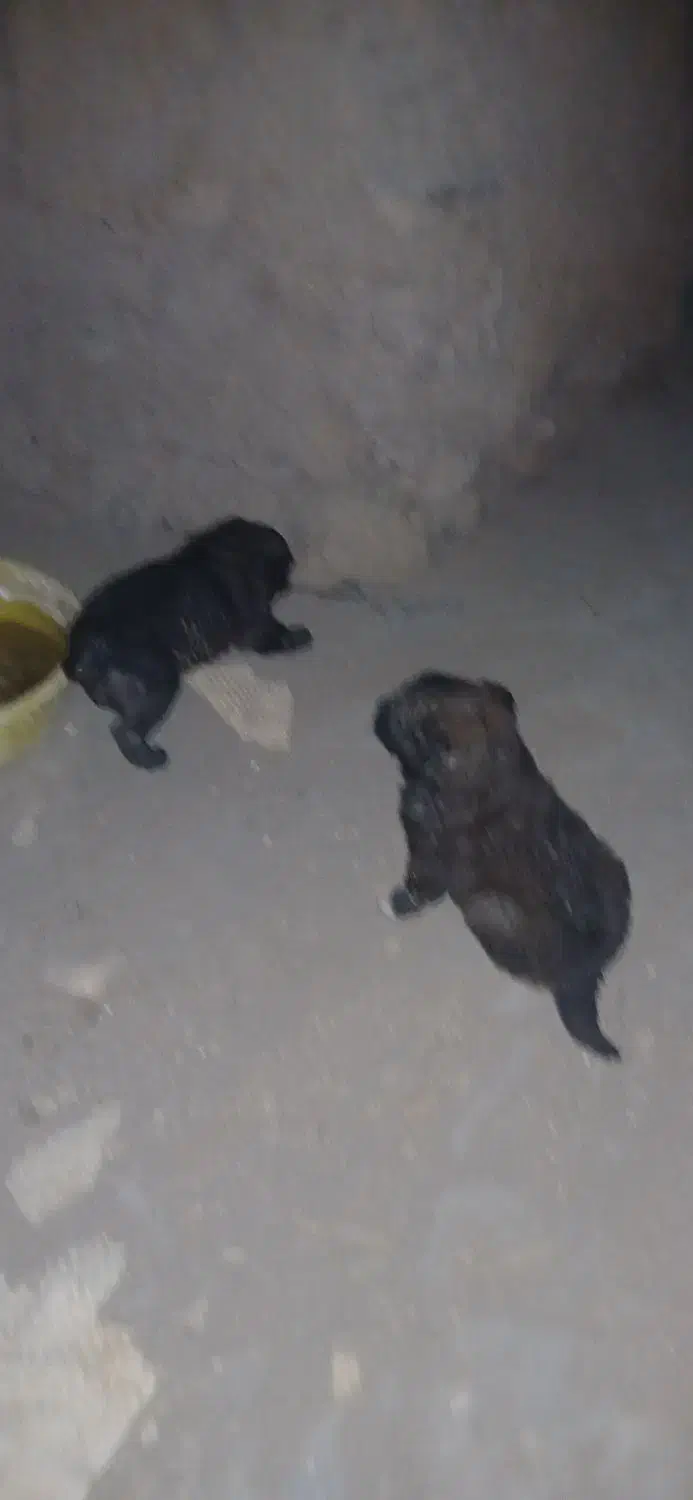 توله سرابی|سگ|جوکار, |دیوار