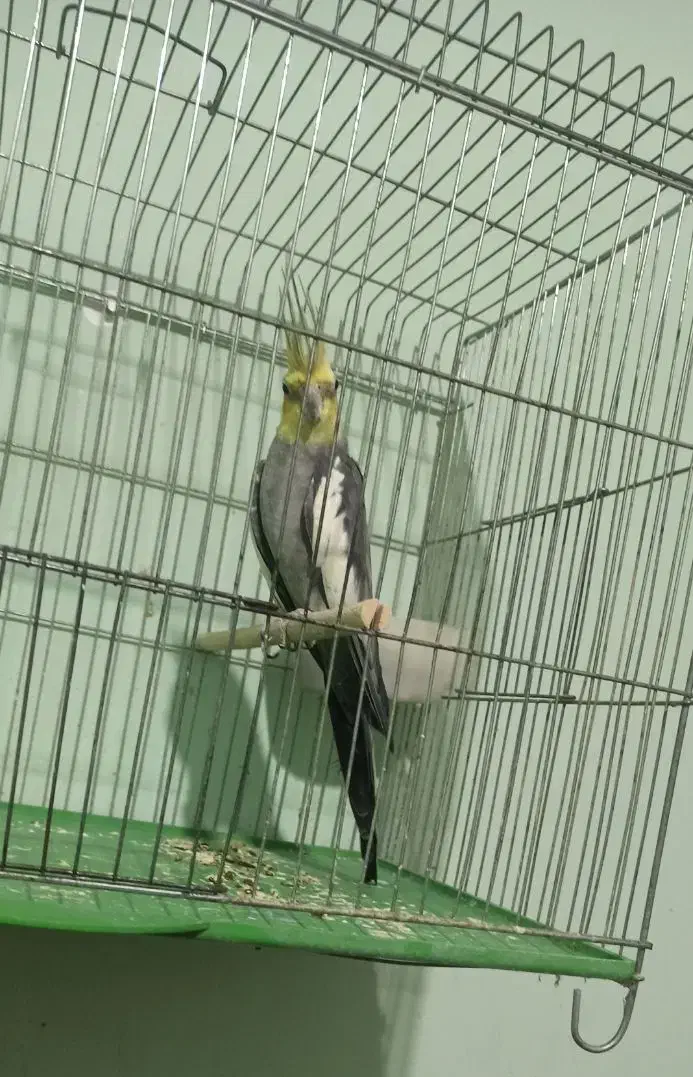 عروس هلندی نر بالغ|پرنده|کازرون, |دیوار