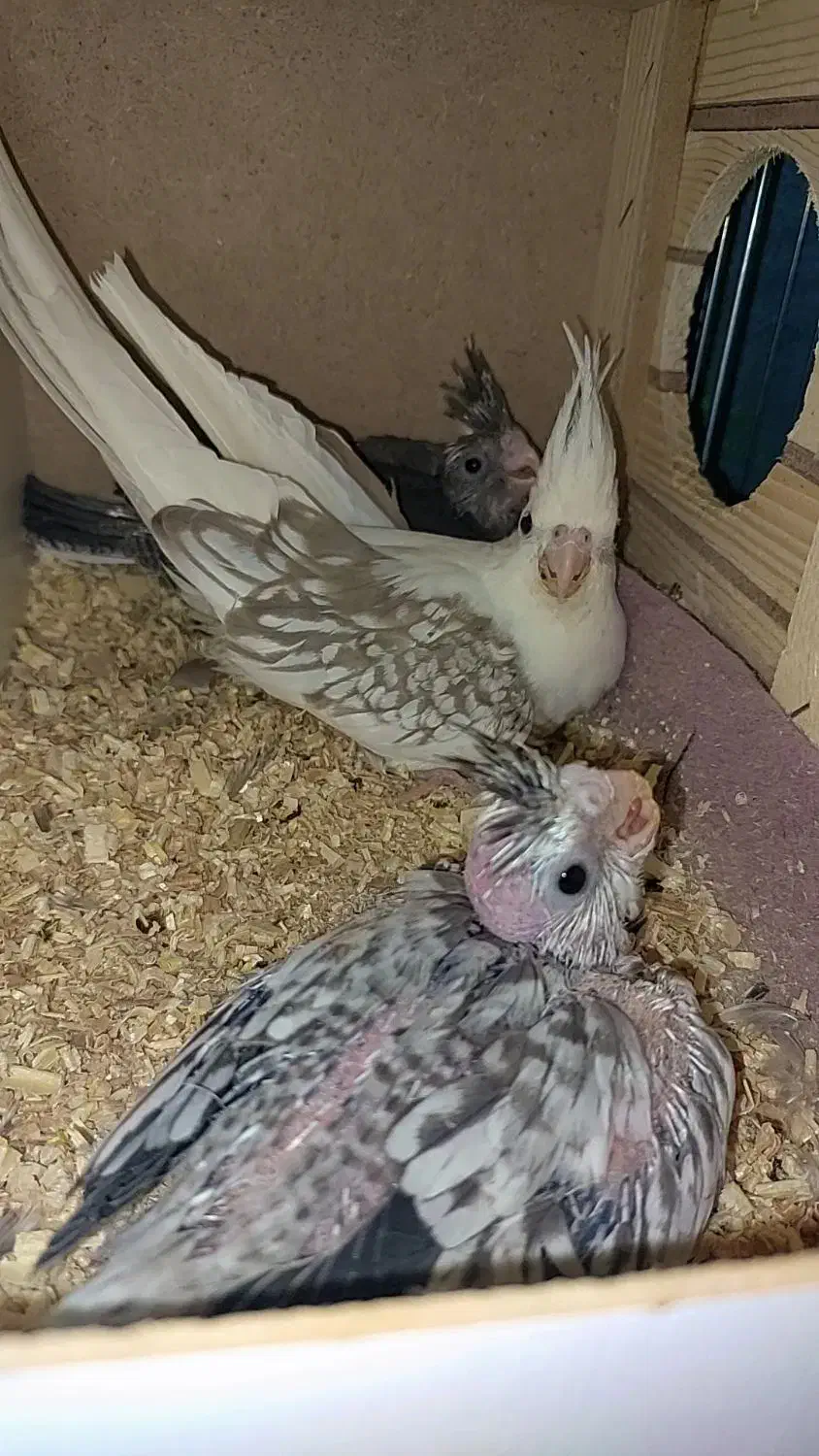 طوطی عروس هلندی جوجه وایتفیس و ایزابلا|پرنده|قزوین, |دیوار