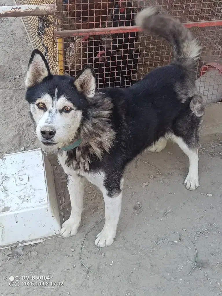 سگ هاسکی نر ۳ ساله|سگ|ارومیه, |دیوار