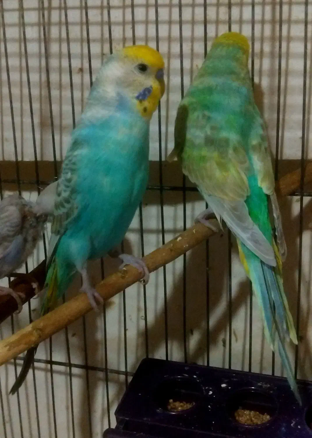 مرغ عشق رنگین کمانی|پرنده|تهران, امام حسین|دیوار