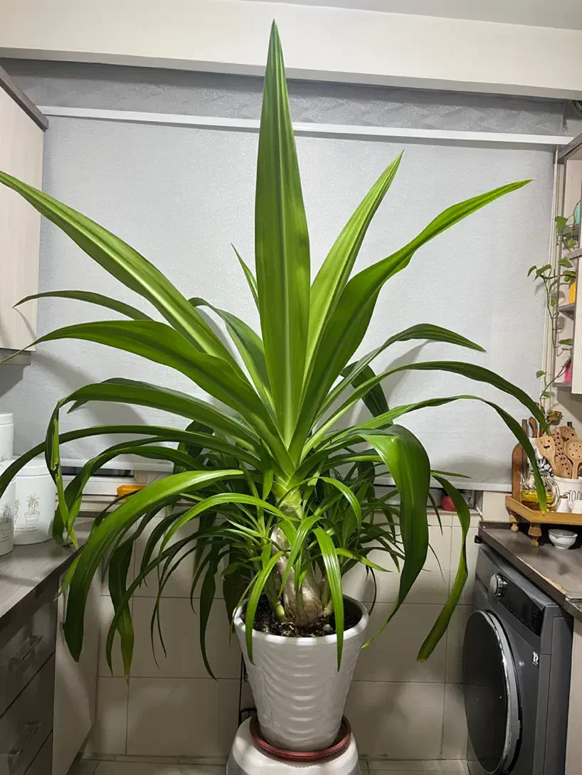 گل طبیعی|گل و گیاه طبیعی|تهران, افسریه شمالی|دیوار