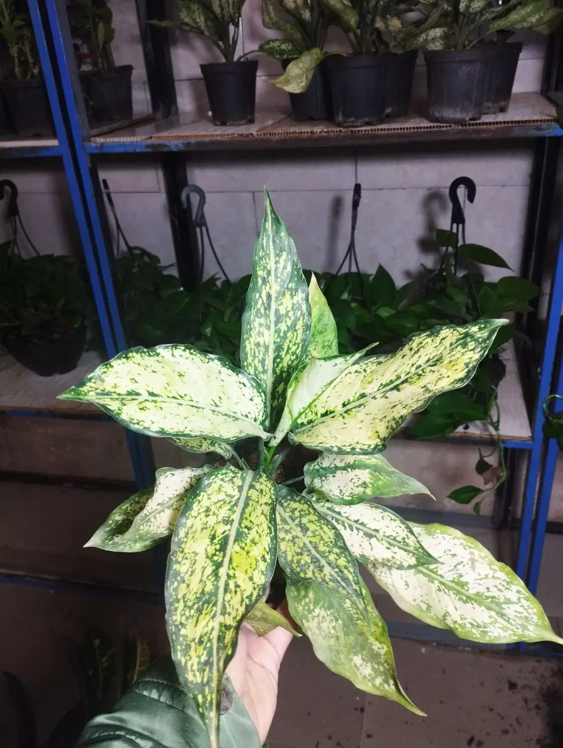 گل و گیاه|گل و گیاه طبیعی|آران و بیدگل, |دیوار