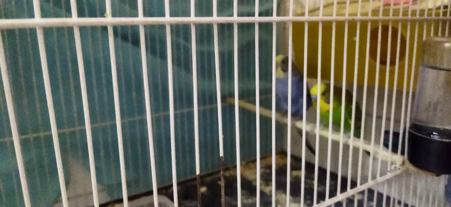 یک جفت مرغ عشق با سه تا جوجه و یک تخم|پرنده|مشهد, تلگرد|دیوار