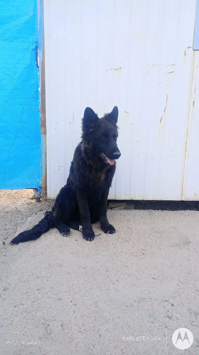 شاه توله ژرمن بلک نرر کرمان|سگ|کرمان, |دیوار