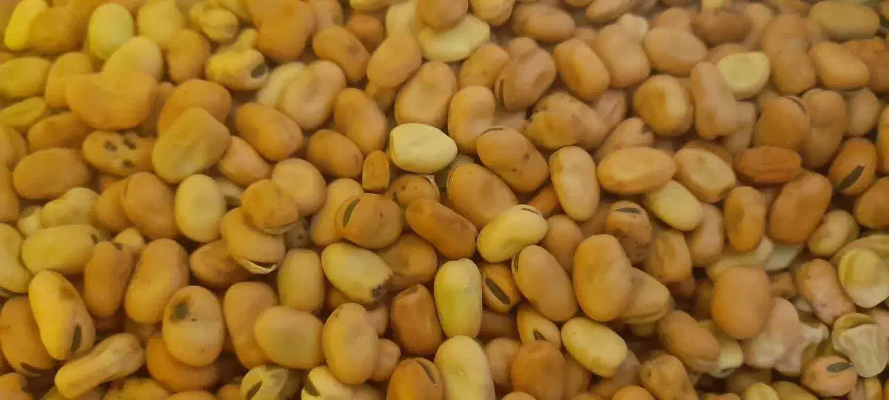 باقالی خشک امسالی|خوردنی و آشامیدنی|نیشابور, فردوس شمالی|دیوار