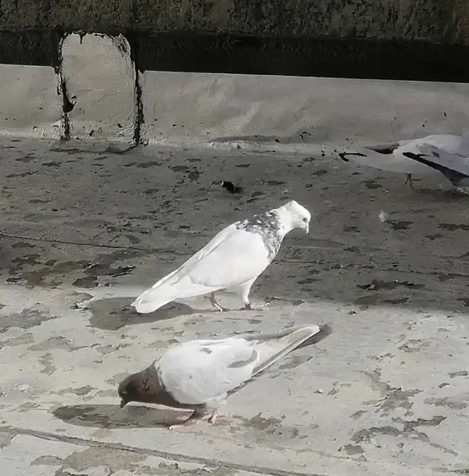 طوقی خال قدیم الماسی|پرنده|سنندج, |دیوار