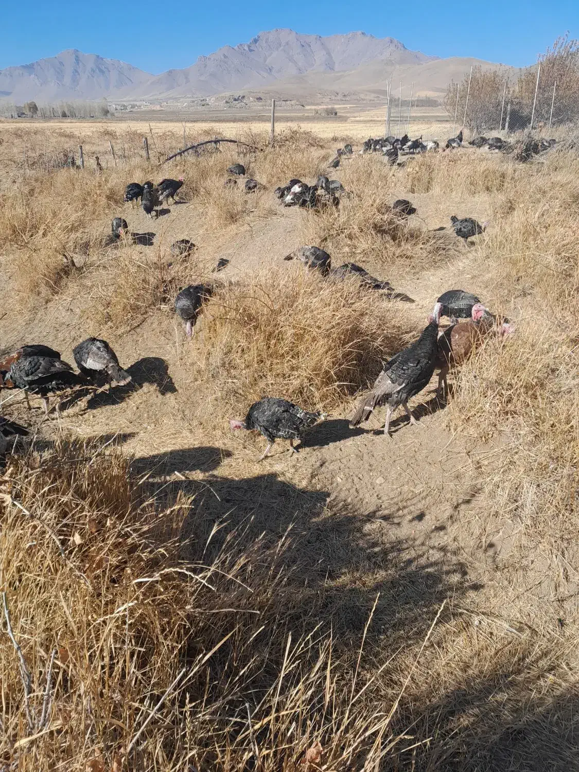 فروش بقلمون|حیوانات مزرعه|قروه, |دیوار