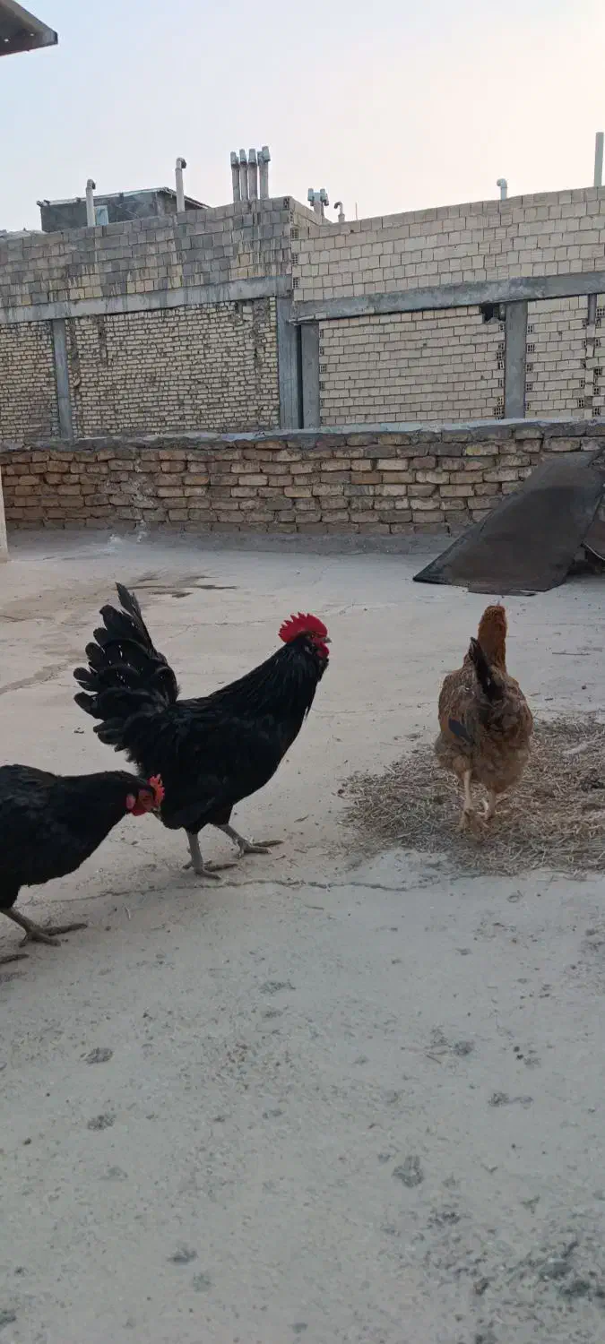 تخم مرغ نطفه دار|حیوانات مزرعه|فلاورجان, |دیوار