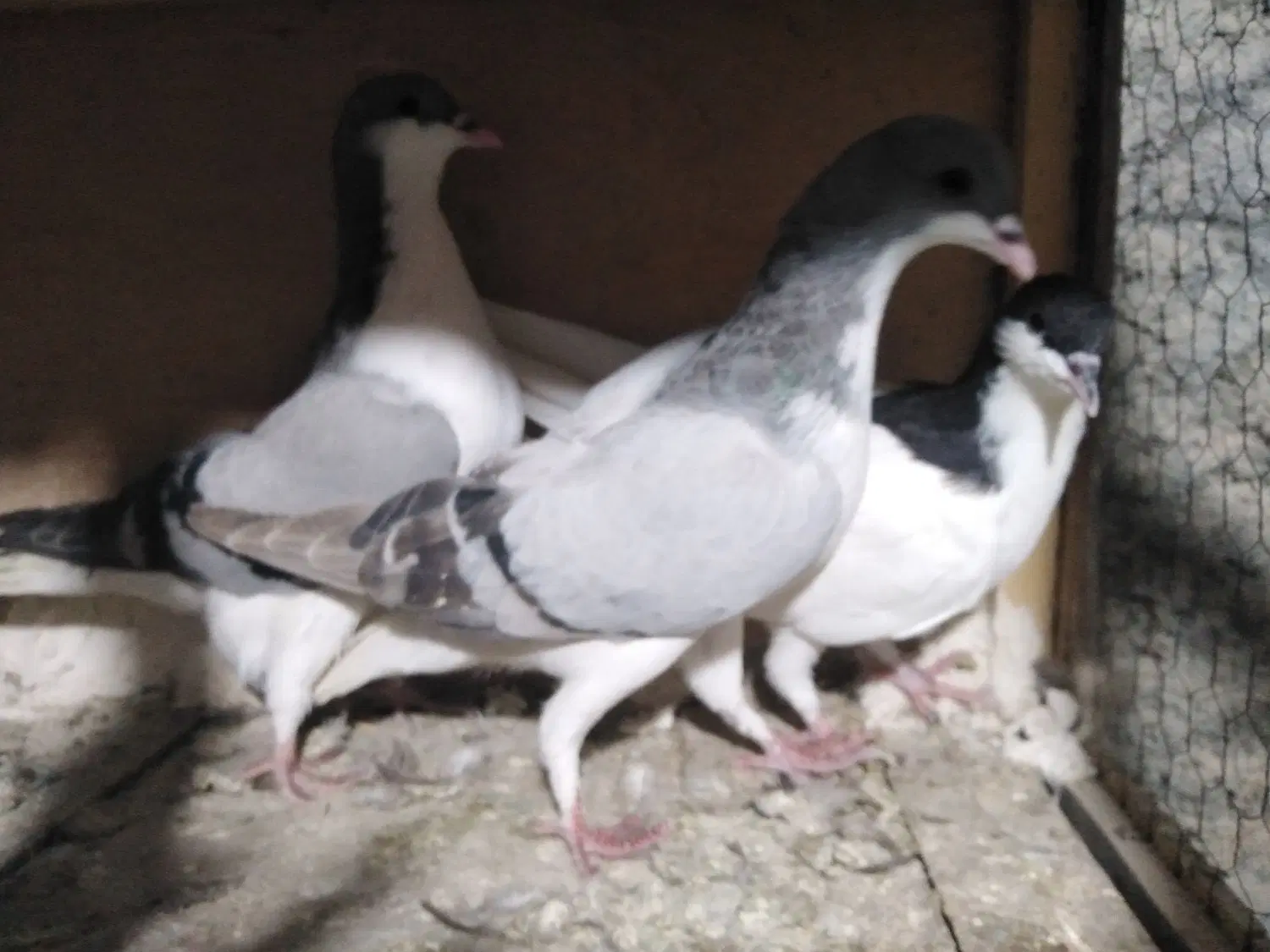 کفتر|پرنده|محمدیه-قزوین, |دیوار