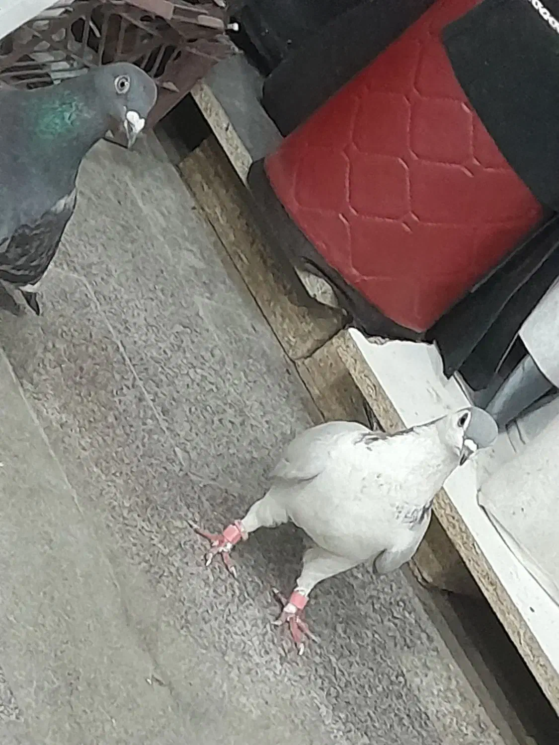 کفتر|پرنده|قائن, |دیوار