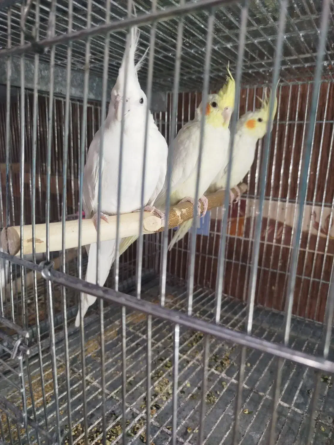 فروش عروس هلندی|پرنده|برازجان, |دیوار