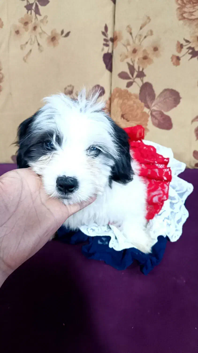 سگ شیتزو نر ۲ نیم ماهه فقط ۵|سگ|رشت, منظریه|دیوار