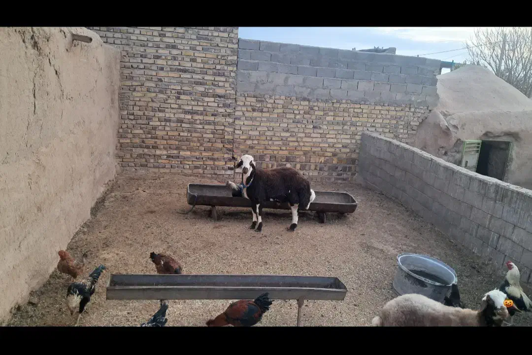 بره قوچی بروجردی|حیوانات مزرعه|تربت جام, میان جام|دیوار