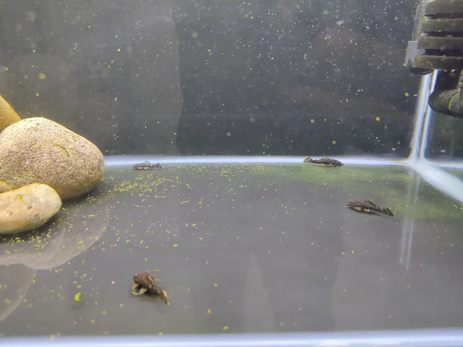 کت فیش|ماهی|گرگان, |دیوار