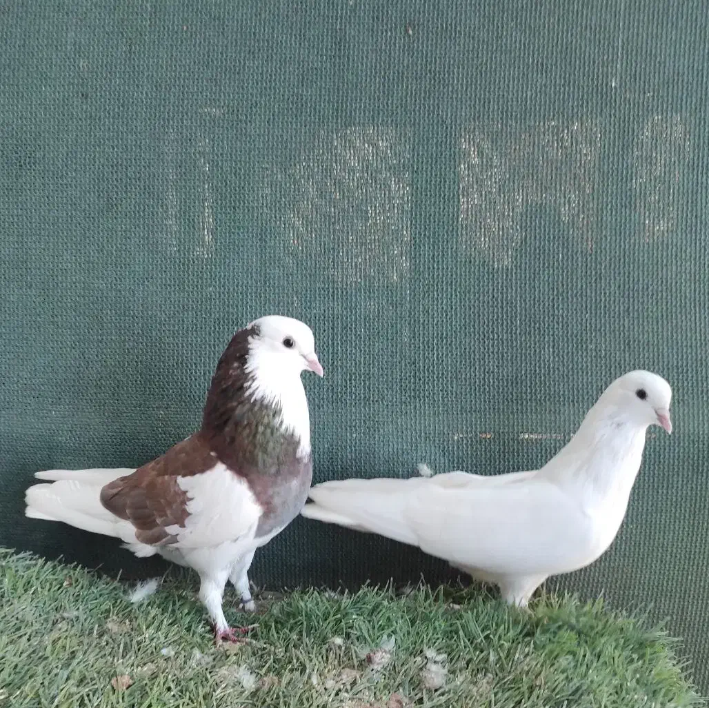 کبوتر پرشی|پرنده|قشم, |دیوار