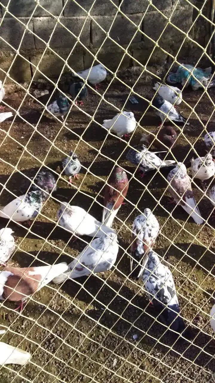 کبوتر پرشی|پرنده|آستانه اشرفیه, |دیوار