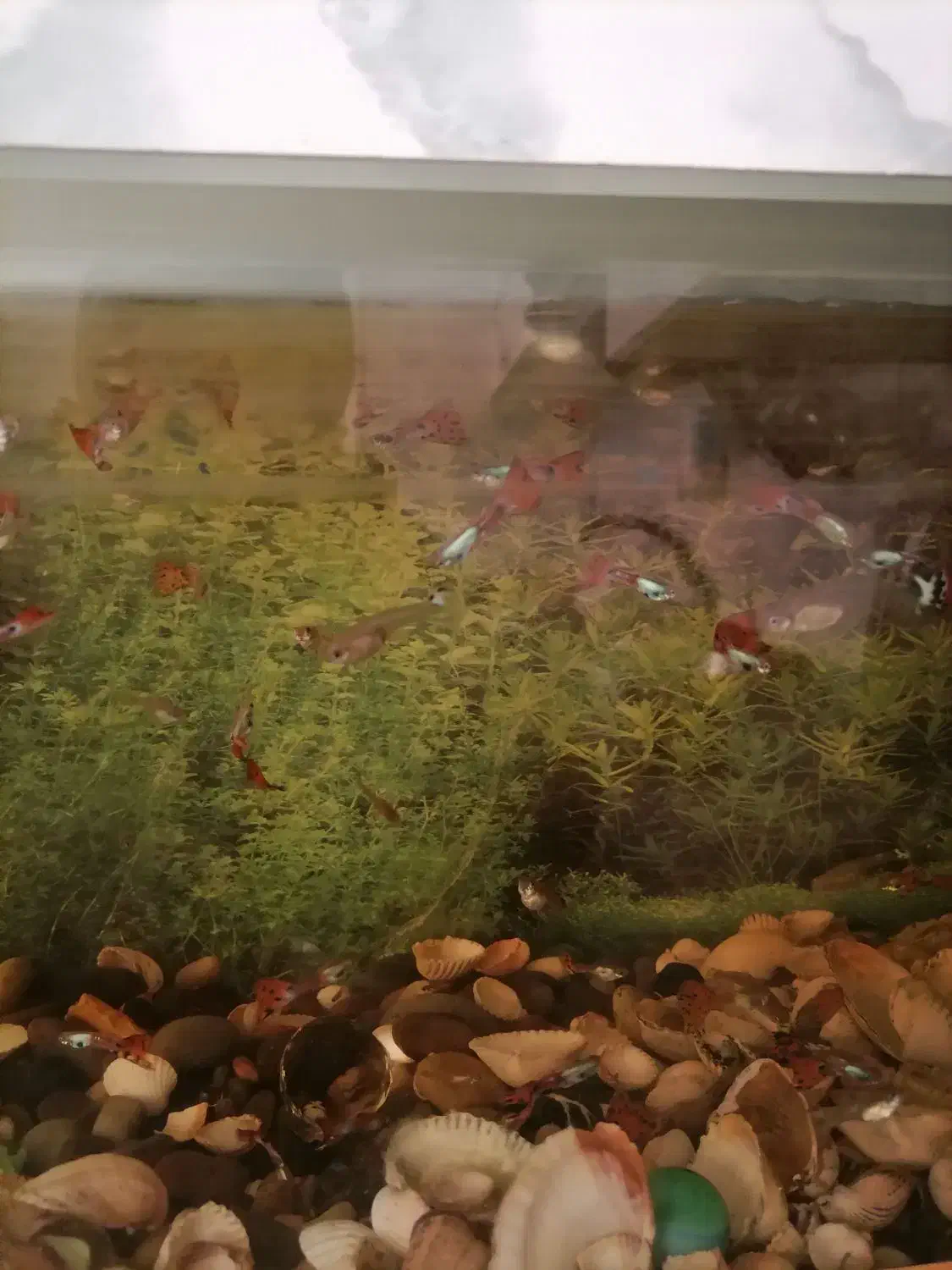 ماهی گوپی دانه 40هزار|ماهی|بیرجند, |دیوار