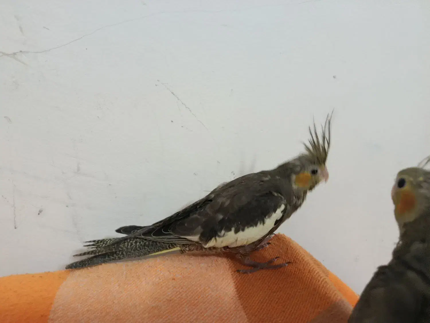 عروس هلندی دون خور ماده|پرنده|بروجرد, |دیوار