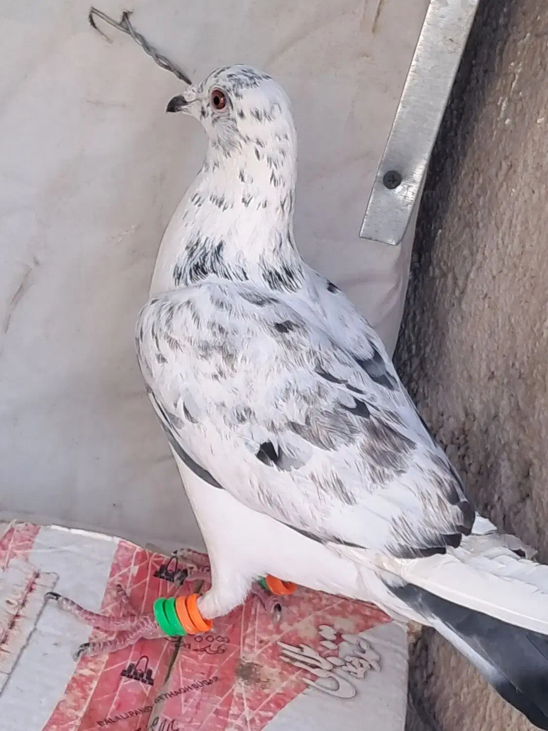 کفتر|پرنده|نیشابور, مازول|دیوار